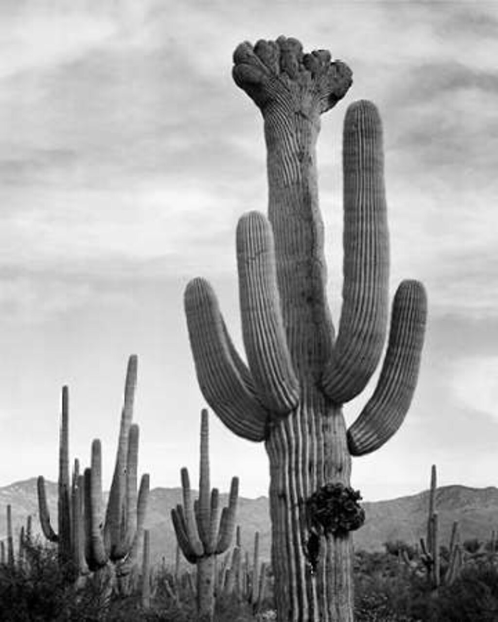 Full view of cactus with others surrounding, Saguaros, Saguaro National Monument, Arizona, ca. 1941- Poster Print by Ansel Adams - Item # VARPDX460964